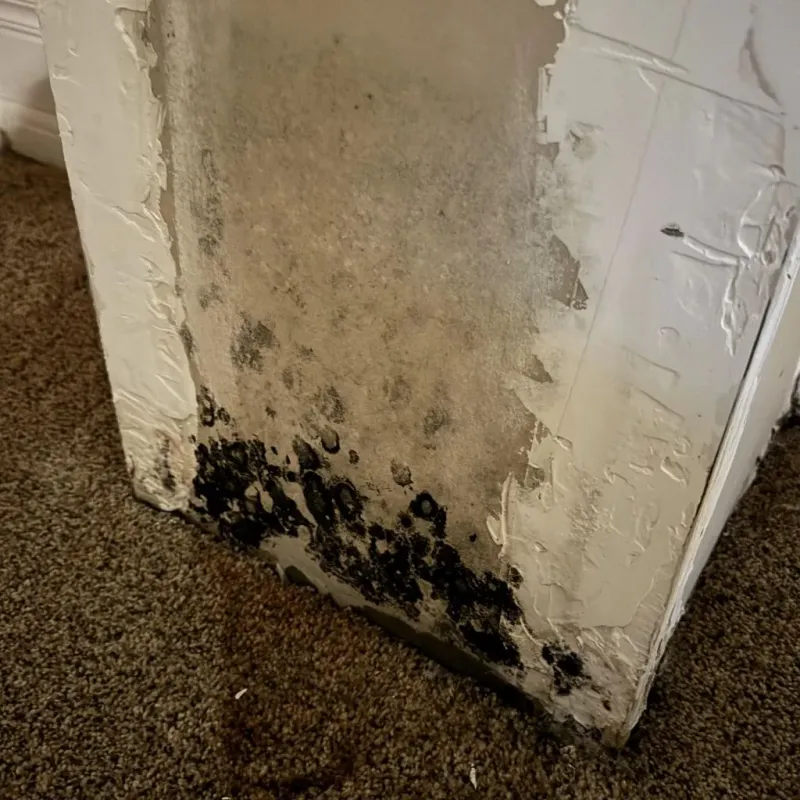 Professional Mold Removal in Williamsburg, MA